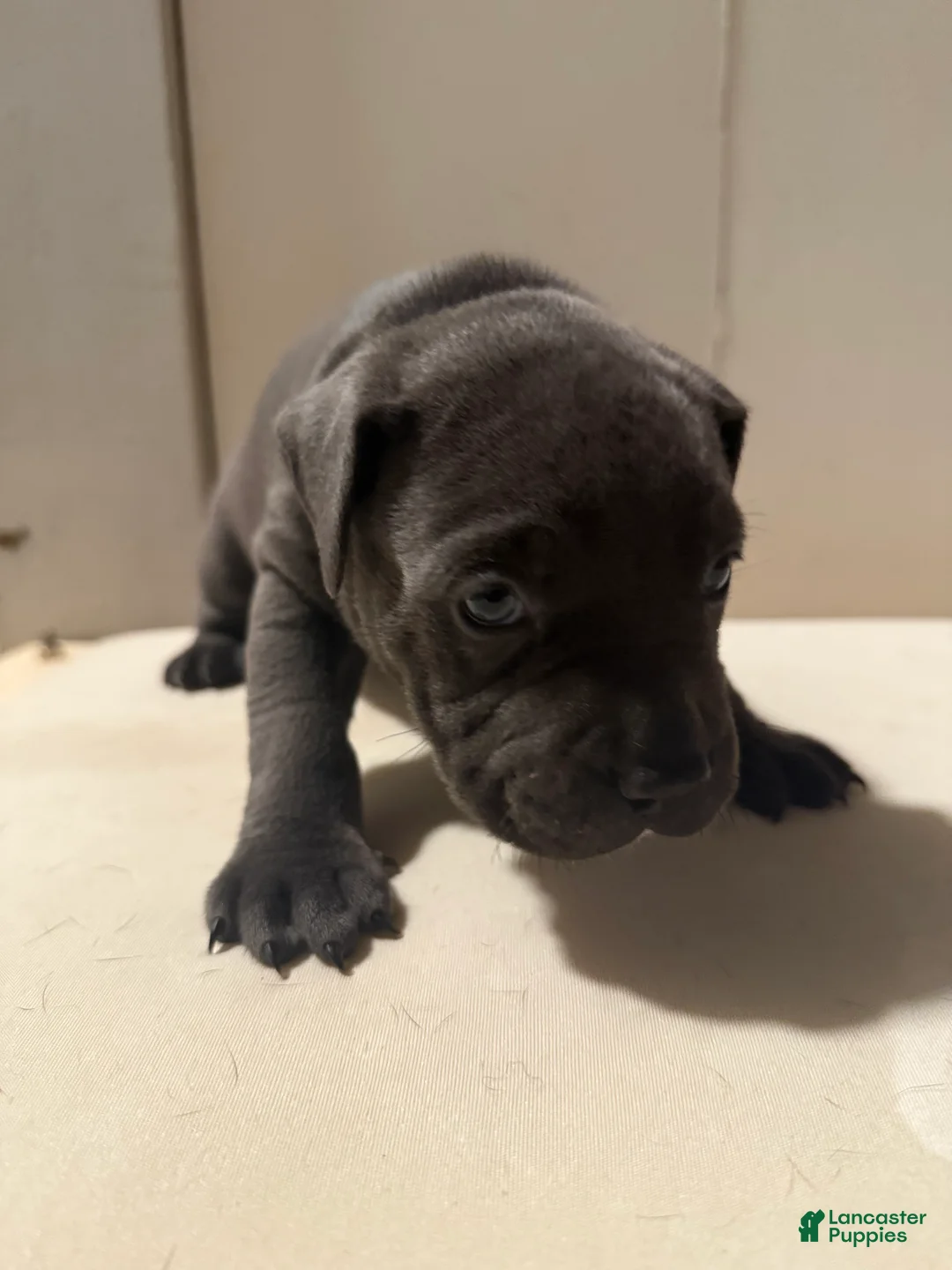 Mixed Breed dogs for sale: Ashtyn - Ad 1
