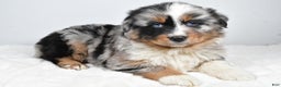 Australian Shepherd dogs for sale: Thor - Ad 1