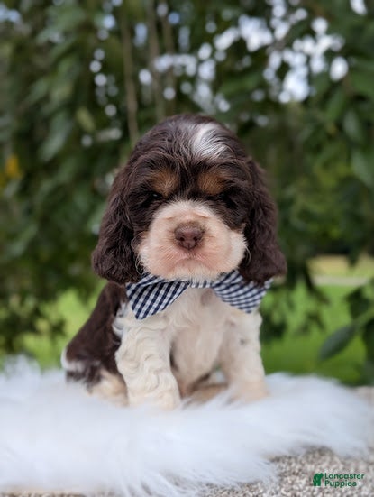 Cocker Spaniel dogs Dash - Ad 1