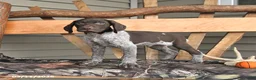German Shorthaired Pointer dogs for sale: Wally - Ad 1