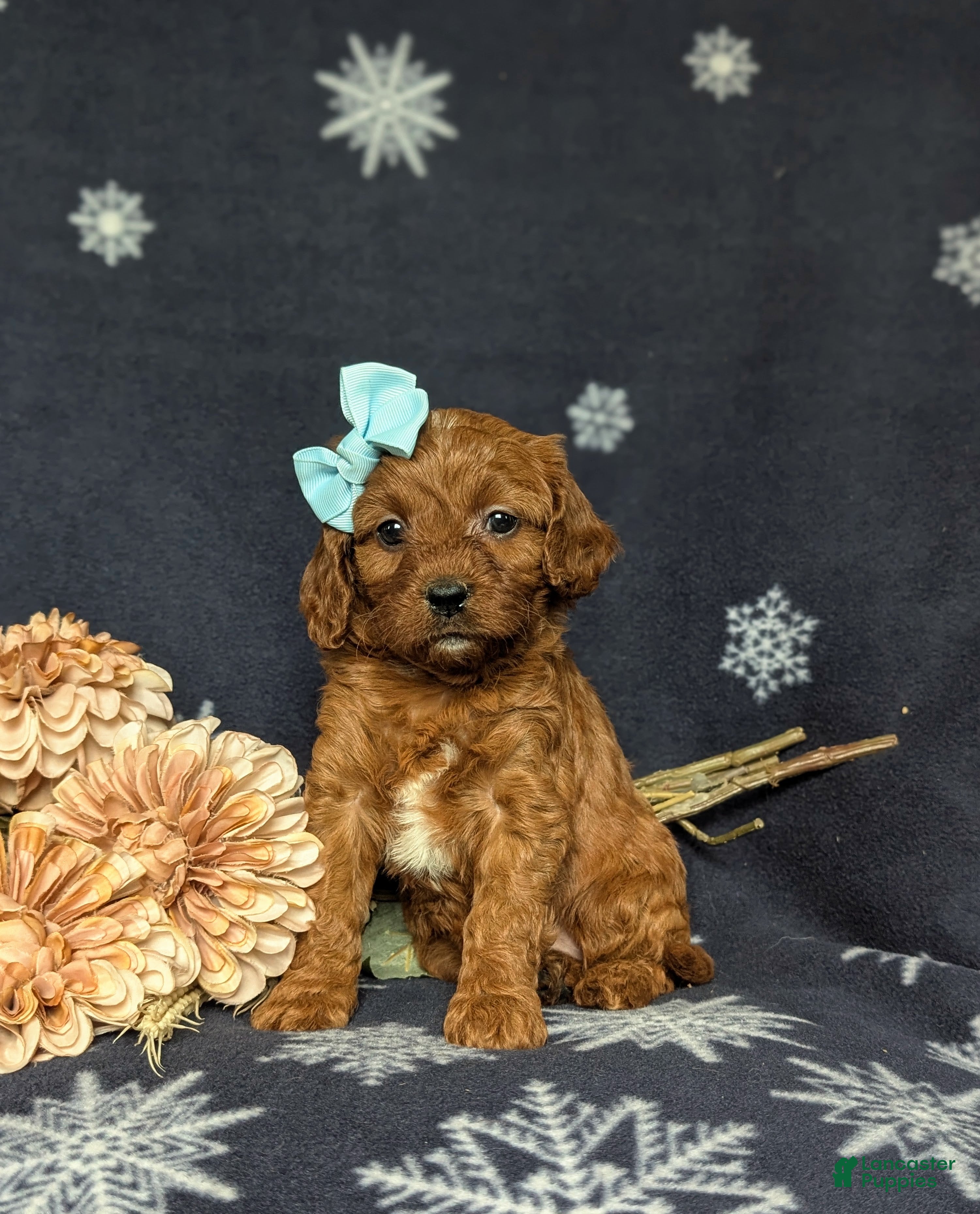 Cavapoo dogs Karinna - Ad 2