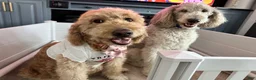 Goldendoodle dogs for sale: Onyx 🧡 - Ad 13