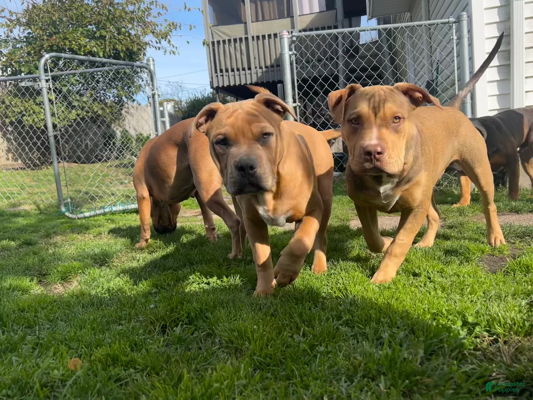 American Bully dogs for sale: American Bully Puppy 2 - Ad 5