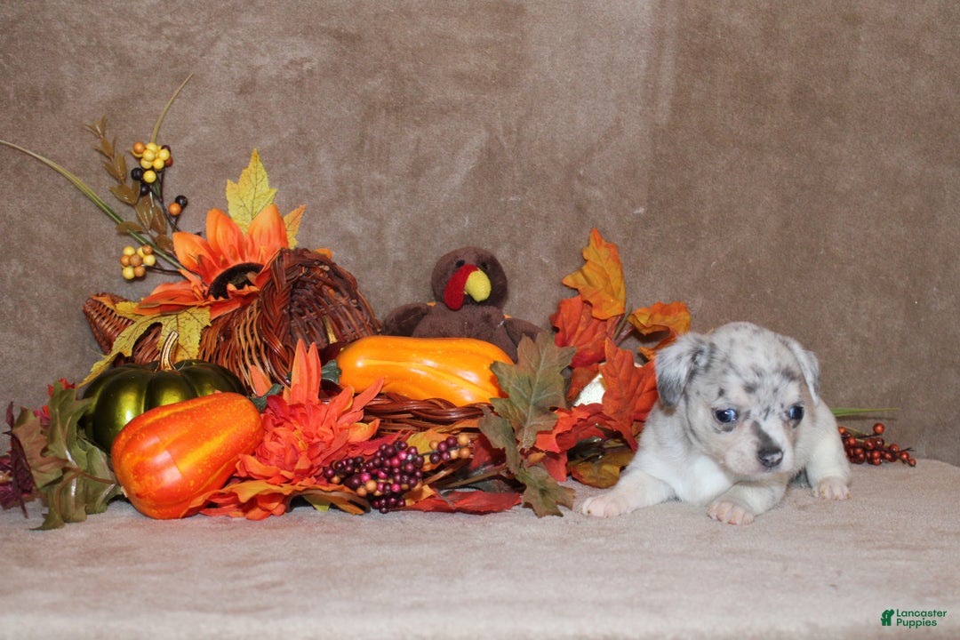 Chihuahua dogs for sale: Preacher - Ad 3