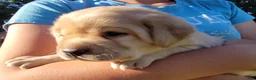 Labrador Retriever dogs for sale: Lexi - Ad 14