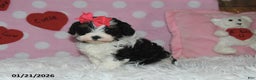 Lhasapoo dogs for sale: Juliet - Ad 2