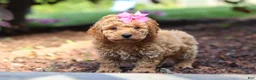 Cavapoo dogs for sale: Millie - Ad 5