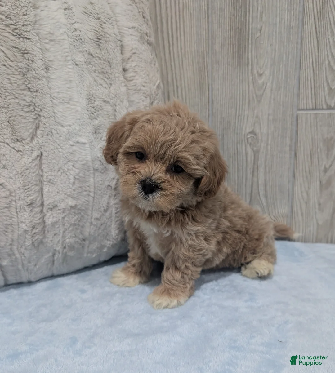 Shihpoo dogs for sale: Lincoln - Ad 2