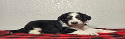 Mini Aussiedoodle dogs for sale: Ollie – Male (Tri-Color) - Ad 3