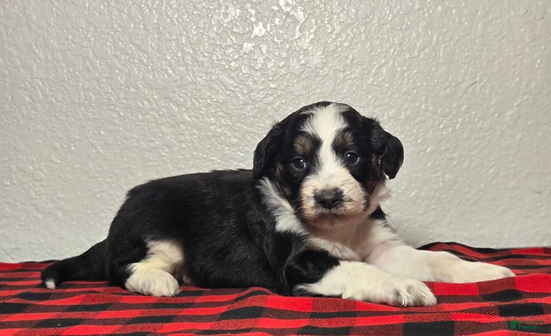 Mini Aussiedoodle dogs for sale: Ollie – Male (Tri-Color) - Ad 3