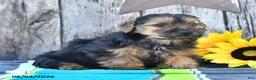 Yorkshire Terrier dogs for sale: Jack  - Ad 3