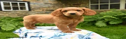 Cockapoo dogs for sale: Denver - Ad 5