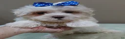 Maltese dogs for sale: Bogie - Ad 14