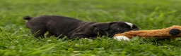 Frenchton dogs for sale: BAILEY - Ad 6