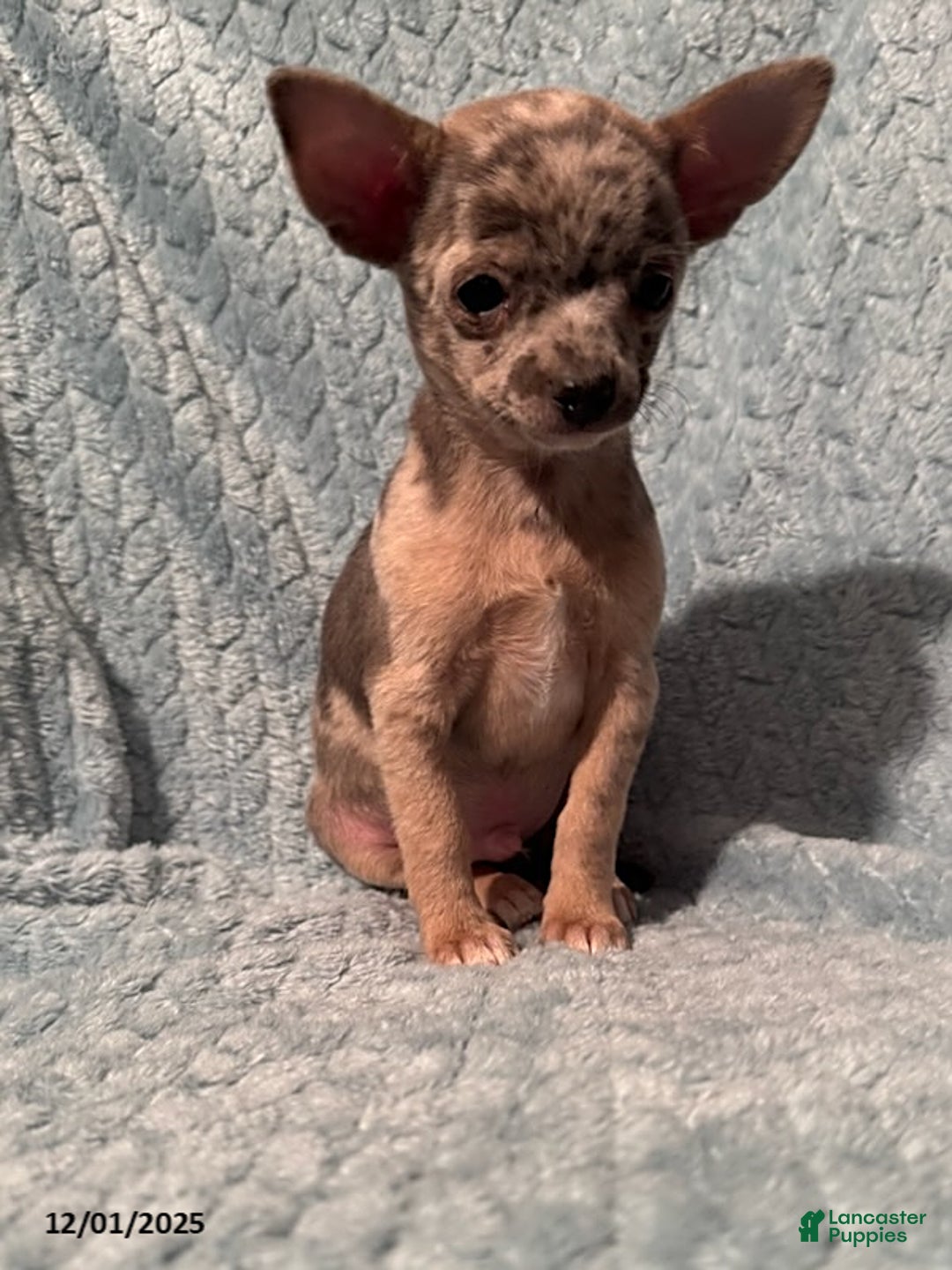 Chihuahua dogs for sale: Bobby - Ad 1
