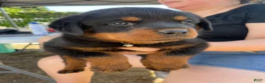 Rottweiler 4