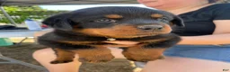 Rottweiler dogs for sale: Rottweiler 4 - Ad 1