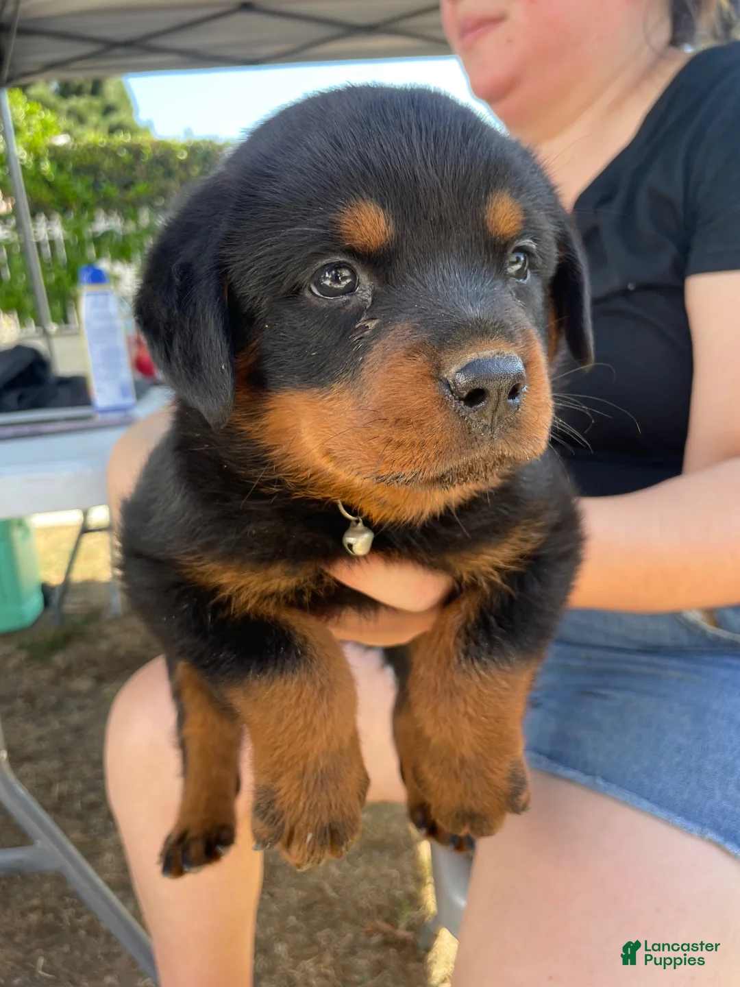 Rottweiler dogs for sale: Rottweiler 4 - Ad 1