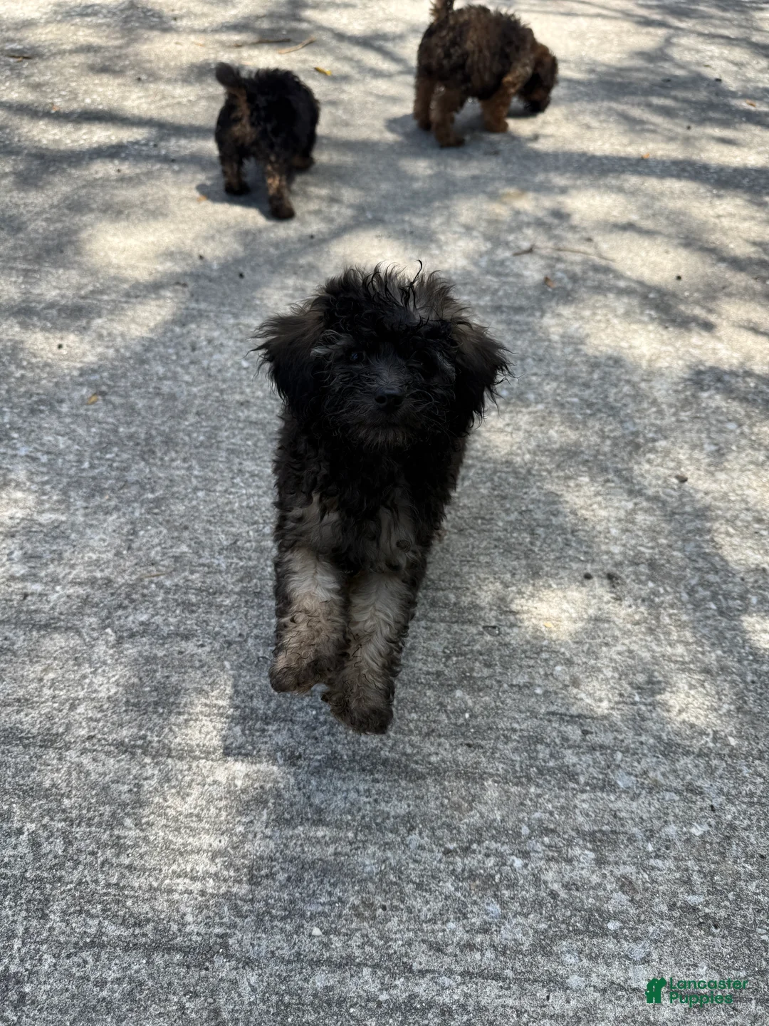 Toy Poodle dogs for sale: Toy Poodle Puppy 4 - Ad 2