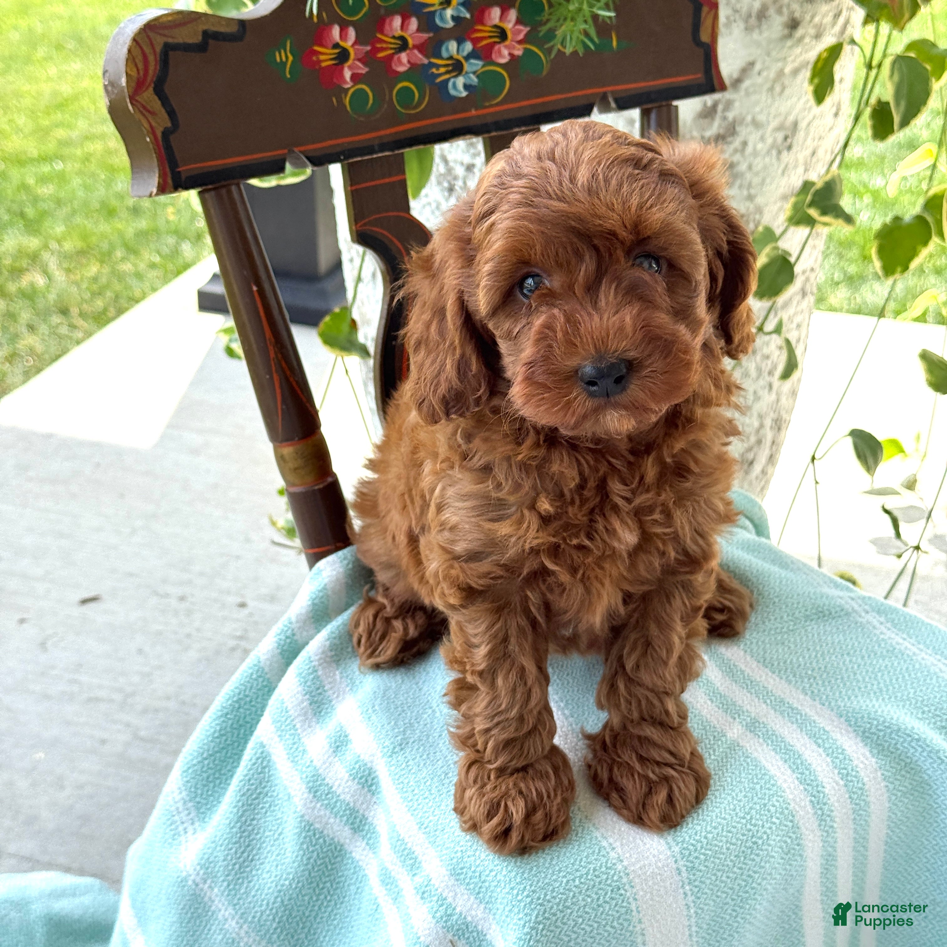 Miniature Poodle dogs for sale: Toffee - Ad 3
