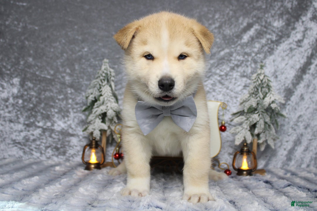 Pomsky dogs for sale: Fenrys - Ad 4