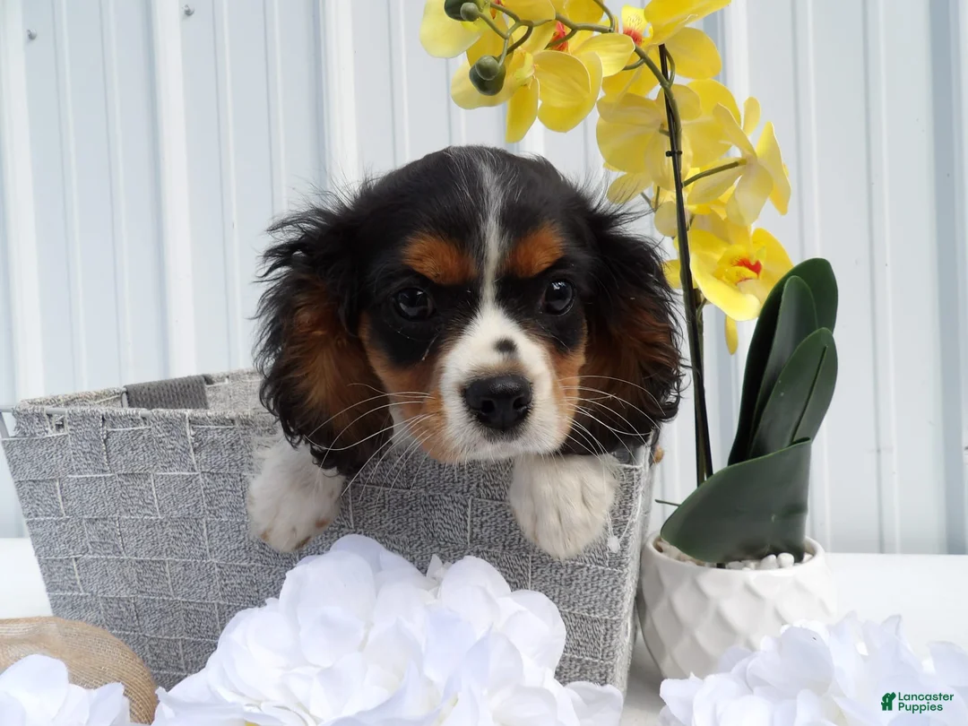 Gallery Image {{count}}