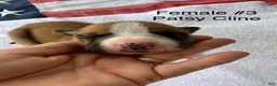 American Bulldog dogs for sale: Patsy Cline/ Female #3 - Ad 4