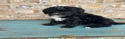Mixed Breed dogs for sale: Star - Ad 2