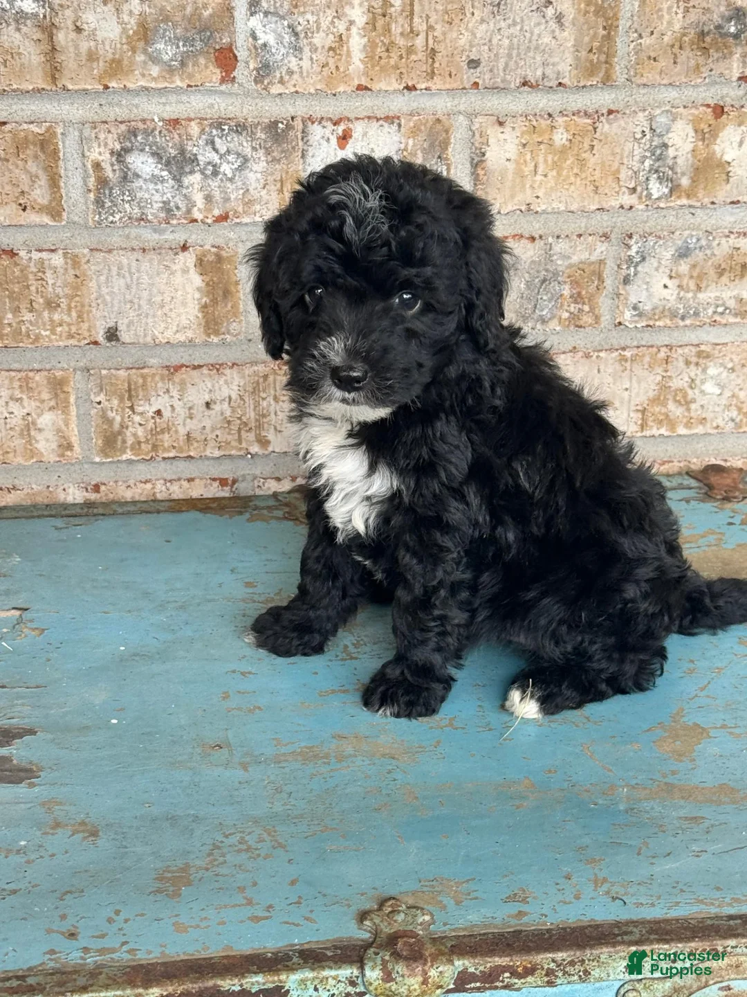 Mixed Breed dogs for sale: Star - Ad 2