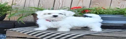 Mixed Breed dogs for sale: Ottis - Ad 5