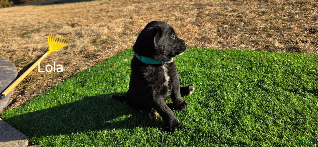 Mixed Breed dogs for sale: Lola - Ad 1