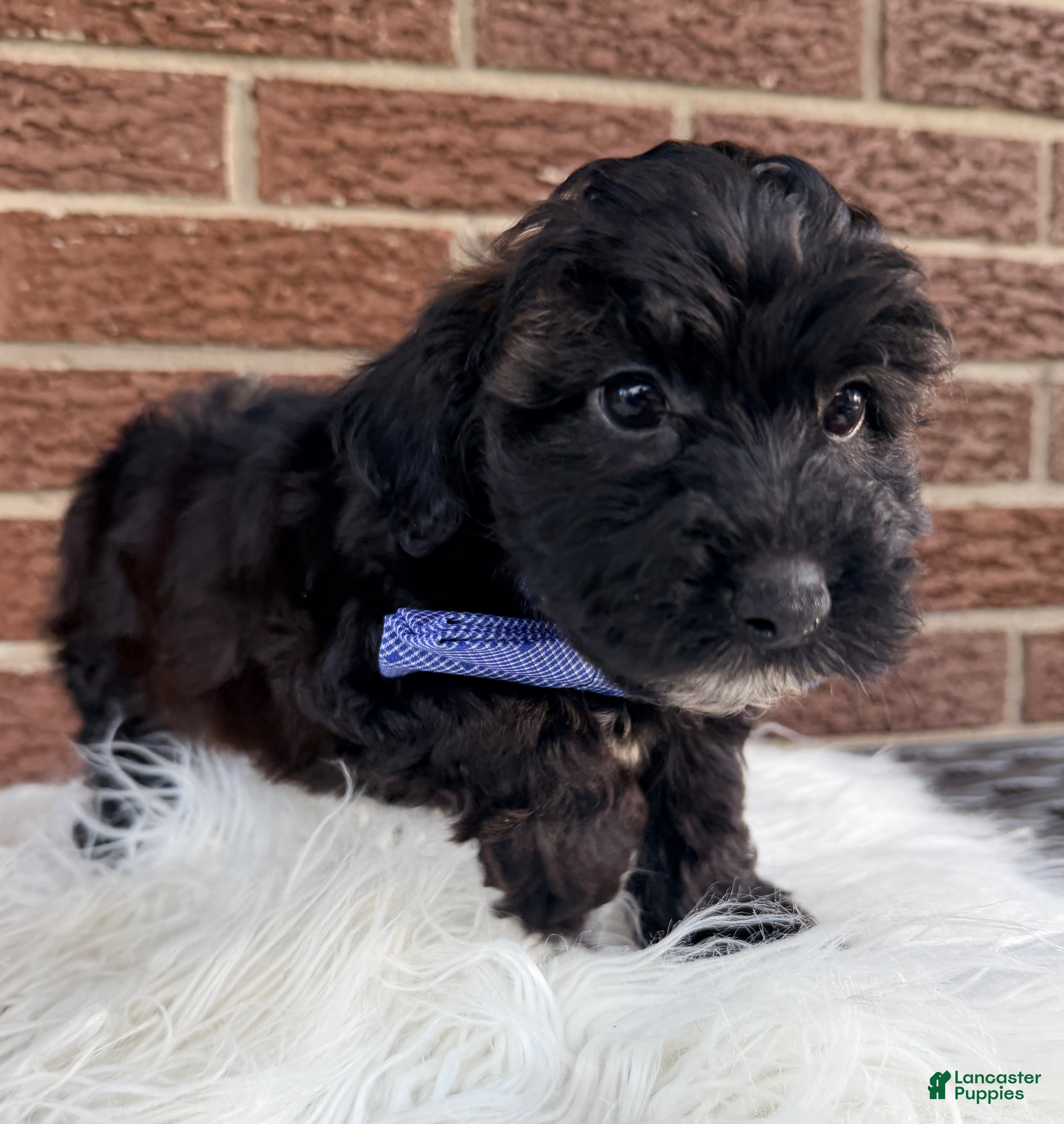 Yorkiepoo dogs Baxter - Ad 2