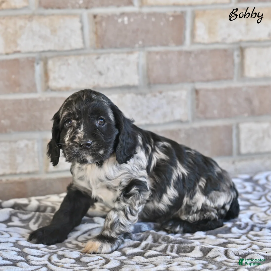 Cocker Spaniel dogs for sale: Bobby - Ad 2