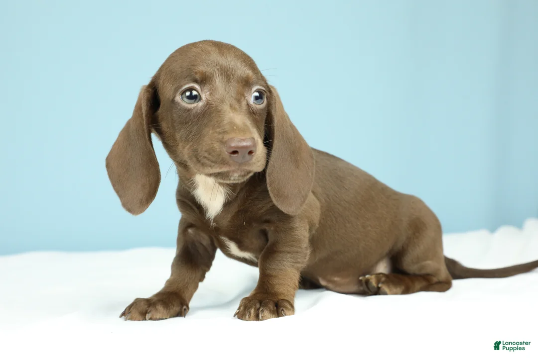 Miniature Dachshund dogs for sale: Vienna - Ad 2