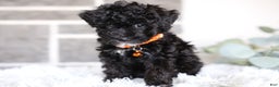 Miniature Poodle dogs for sale: Gracie  - Ad 16