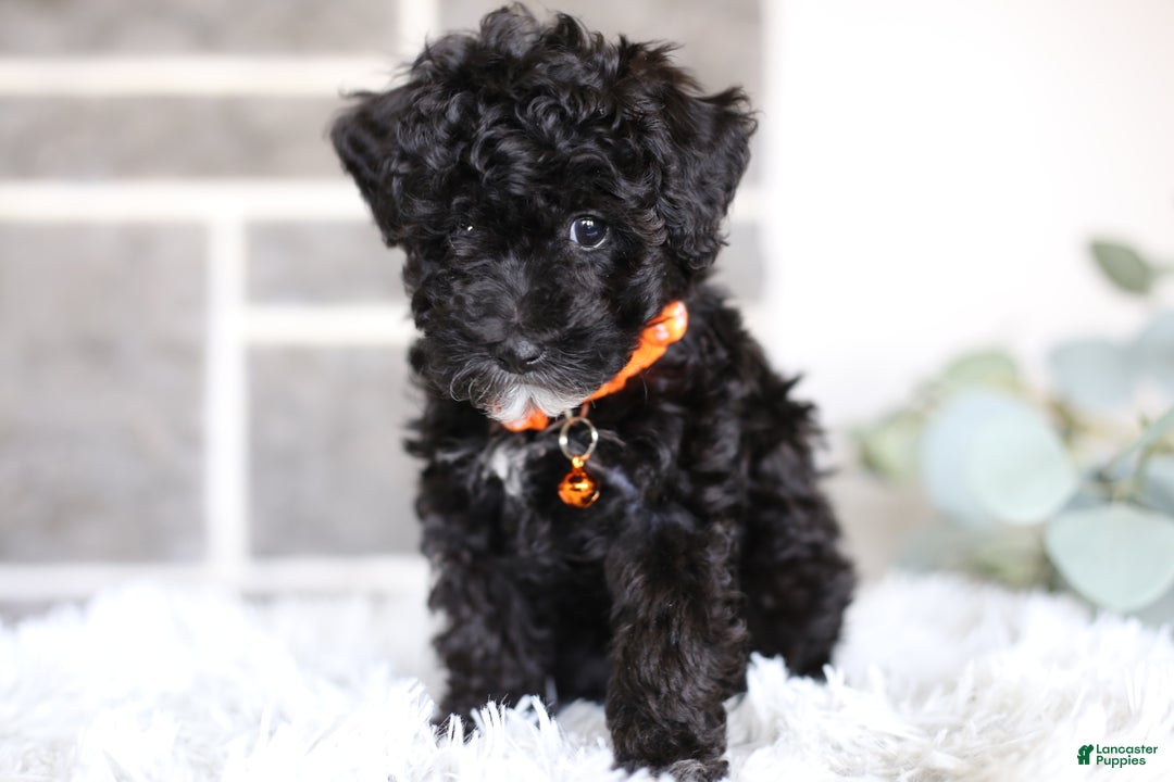 Miniature Poodle dogs for sale: Gracie  - Ad 16
