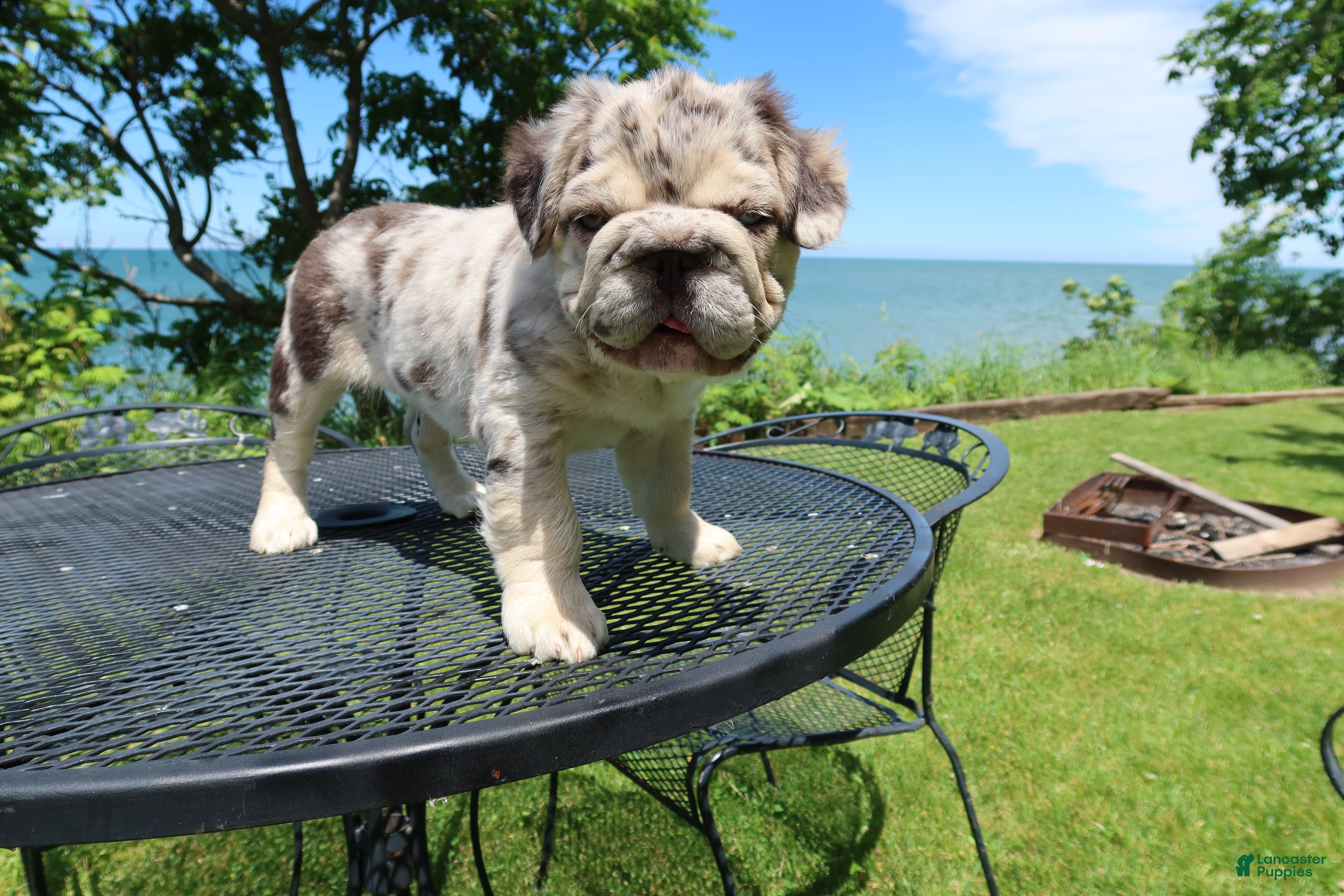 French Bulldog dogs French Bulldog 1 - Ad 1