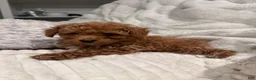 Toy Poodle dogs for sale: Tiny Ziggy- AKC POTTY & CRATE  TRAINED GENETICALLY HEALTH TESTED PARENTS - Ad 4