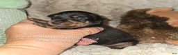 Miniature Pinscher dogs for sale: Crissy black tan - Ad 10