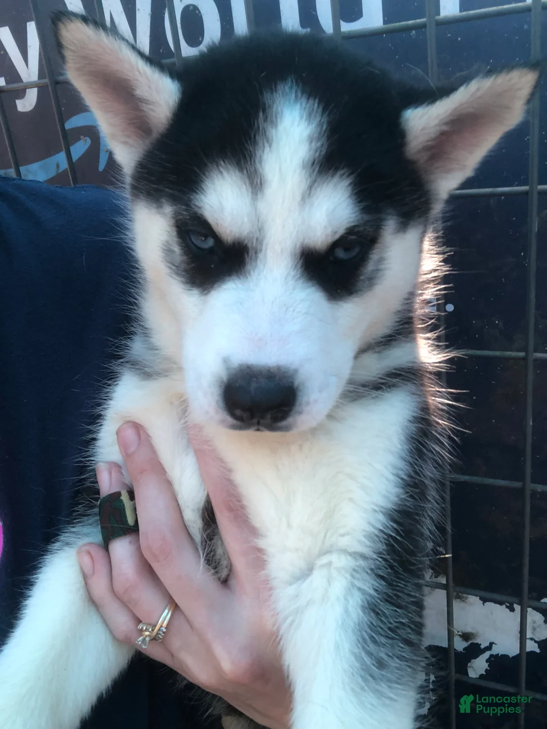 Siberian Husky dogs for sale: Siberian Husky Puppy 3 - Ad 1