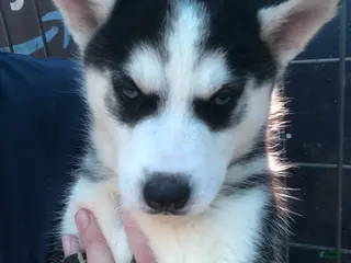 Siberian Husky dogs Siberian Husky Puppy 3 - Ad 3