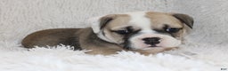 English Bulldog dogs for sale: Rollo - Ad 4