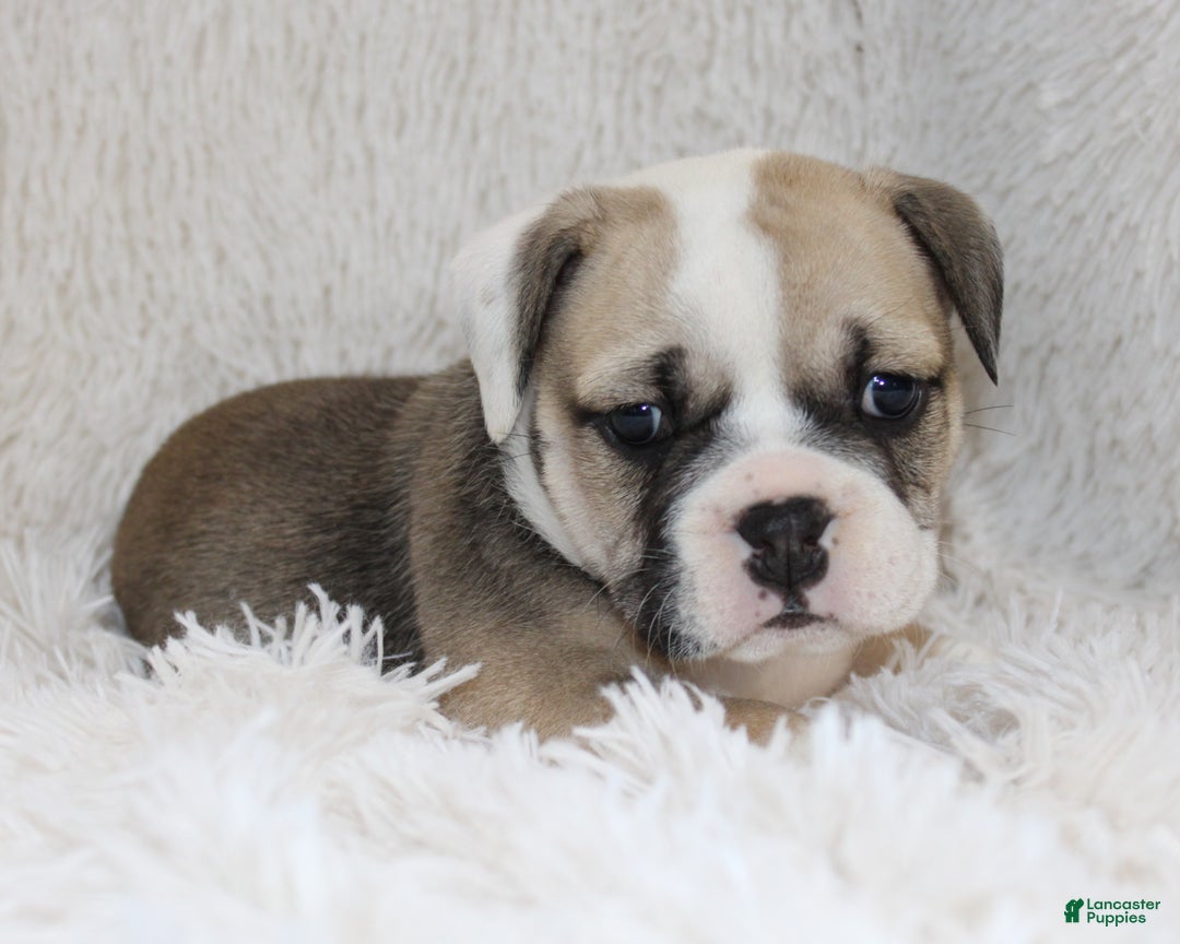 English Bulldog dogs for sale: Rollo - Ad 4