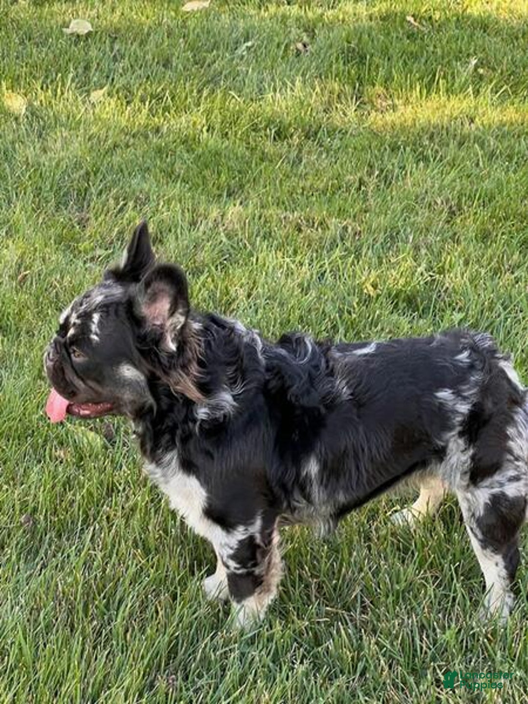 Mixed Breed dogs for sale: Penny blue eyes  - Ad 10