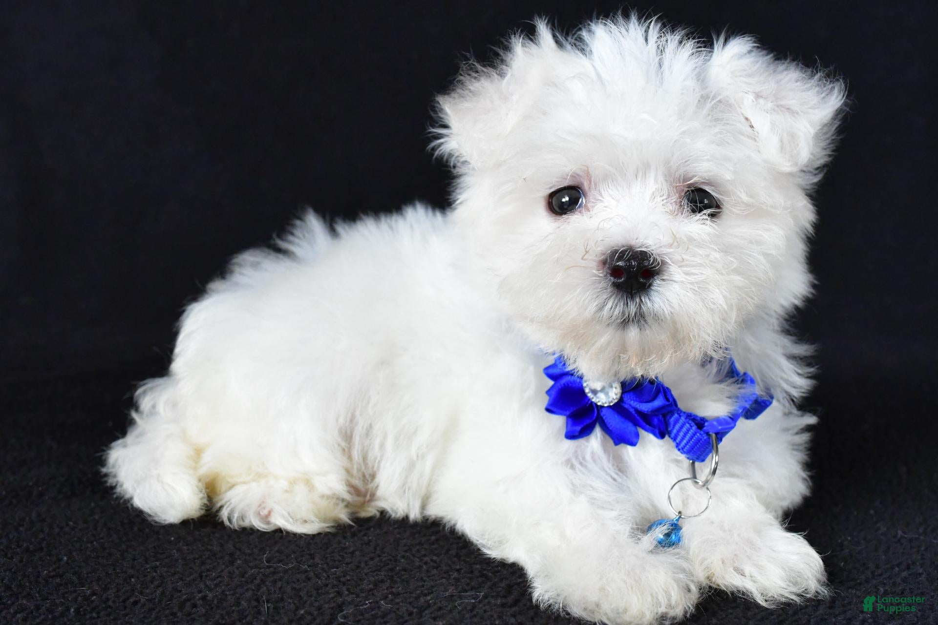 Maltese dogs Zebrina - Ad 1