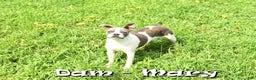 Boston Terrier dogs for sale: Snicker - Ad 10