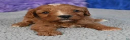 Cavapoo dogs for sale: Cavapoo 1 - Ad 4
