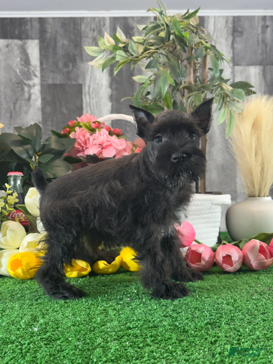 Miniature Schnauzer dogs for sale: Kobe - Ad 2