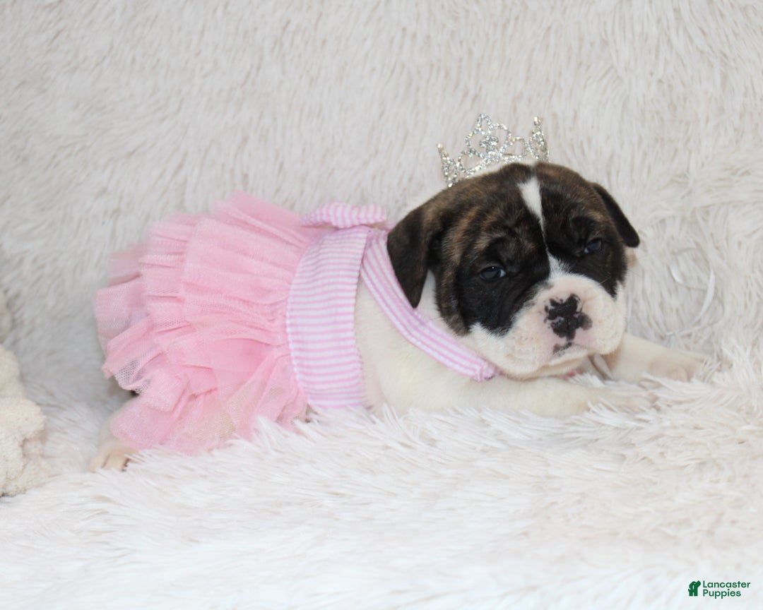 English Bulldog dogs for sale: Riley - Ad 8