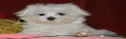 Maltese dogs for sale: Conrad - Ad 4